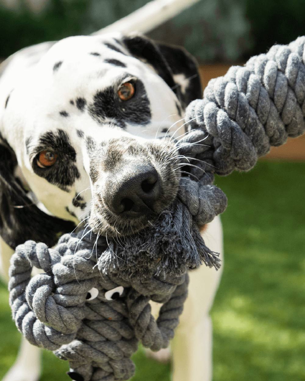 Henry Wag Rope Buddy