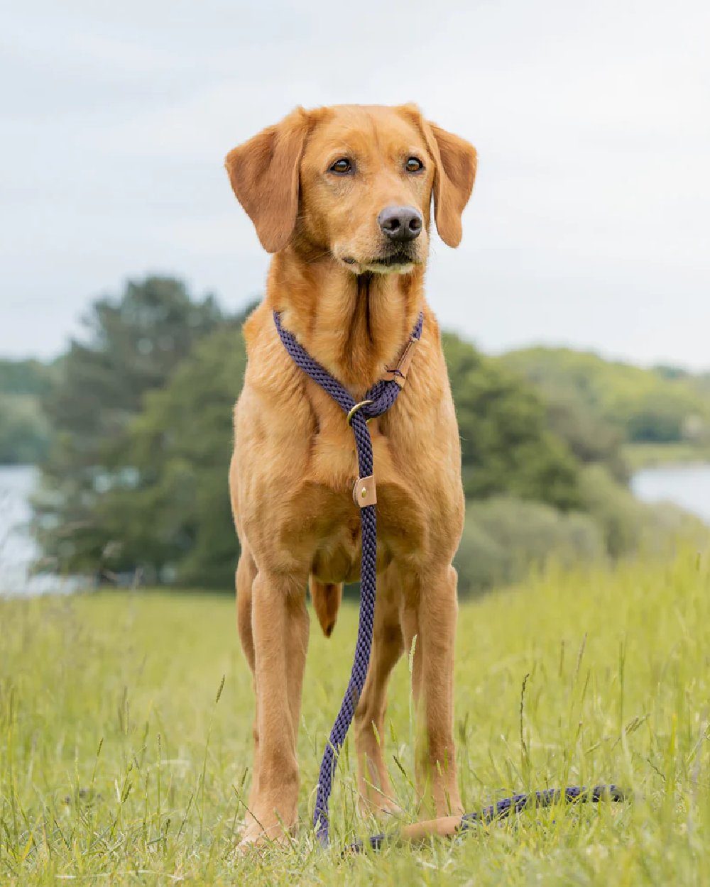 Ruff & Tumble Slip Dog Leads