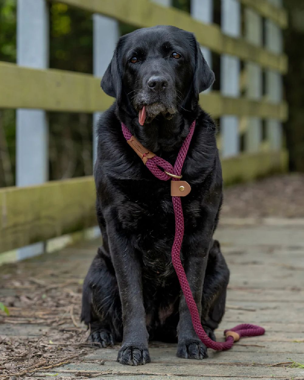 Ruff & Tumble Slip Dog Leads