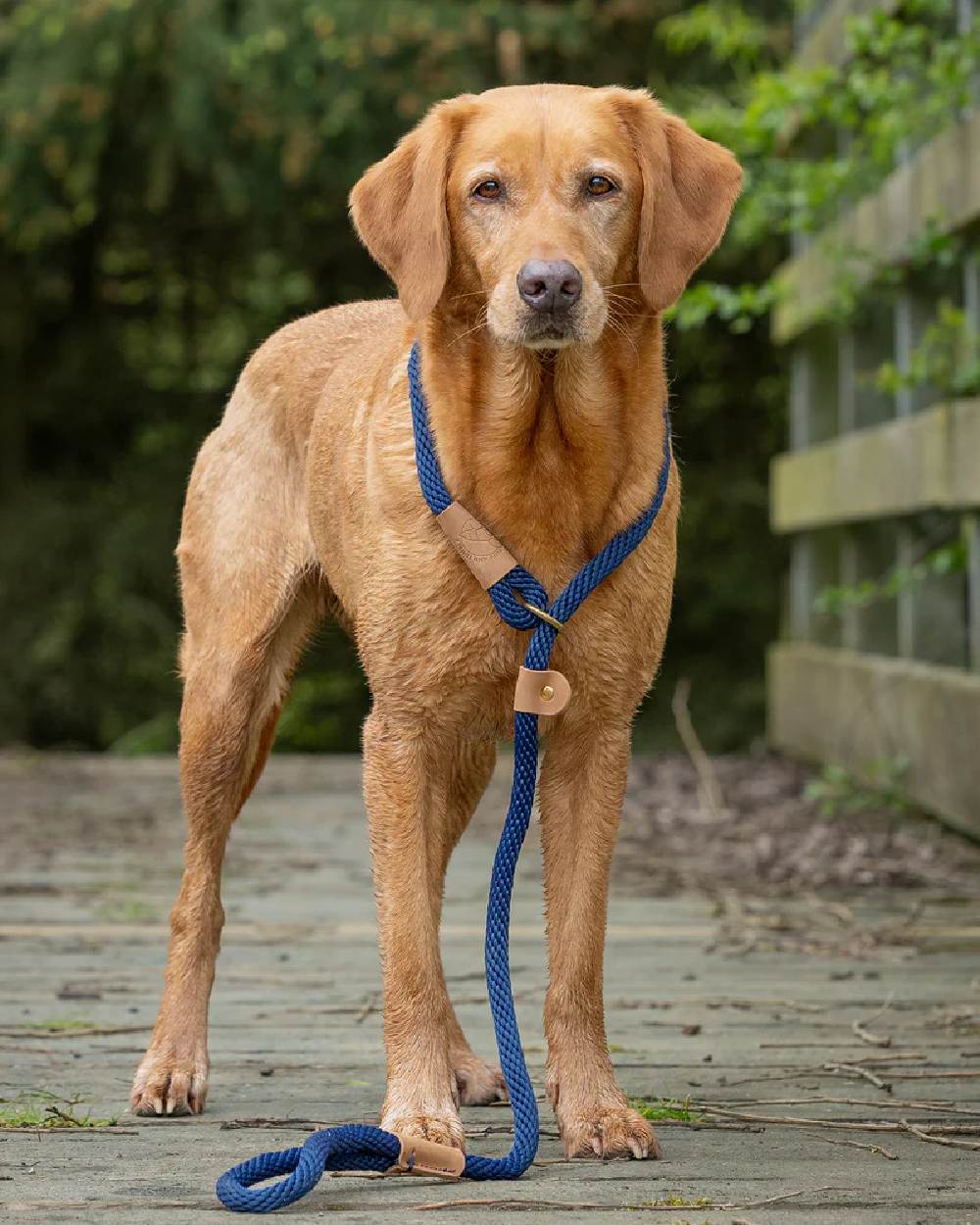 Ruff & Tumble Slip Dog Leads