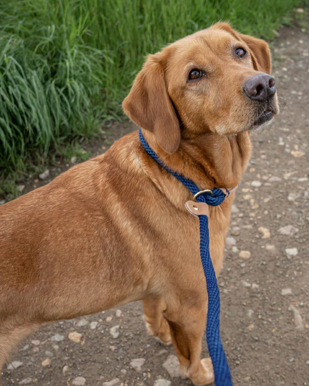 Ruff & Tumble Slip Dog Leads