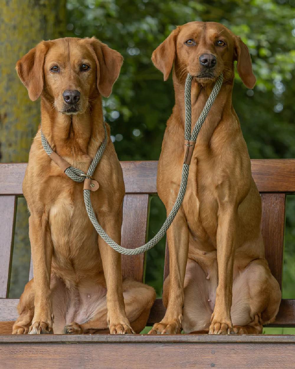 Ruff & Tumble Slip Dog Leads