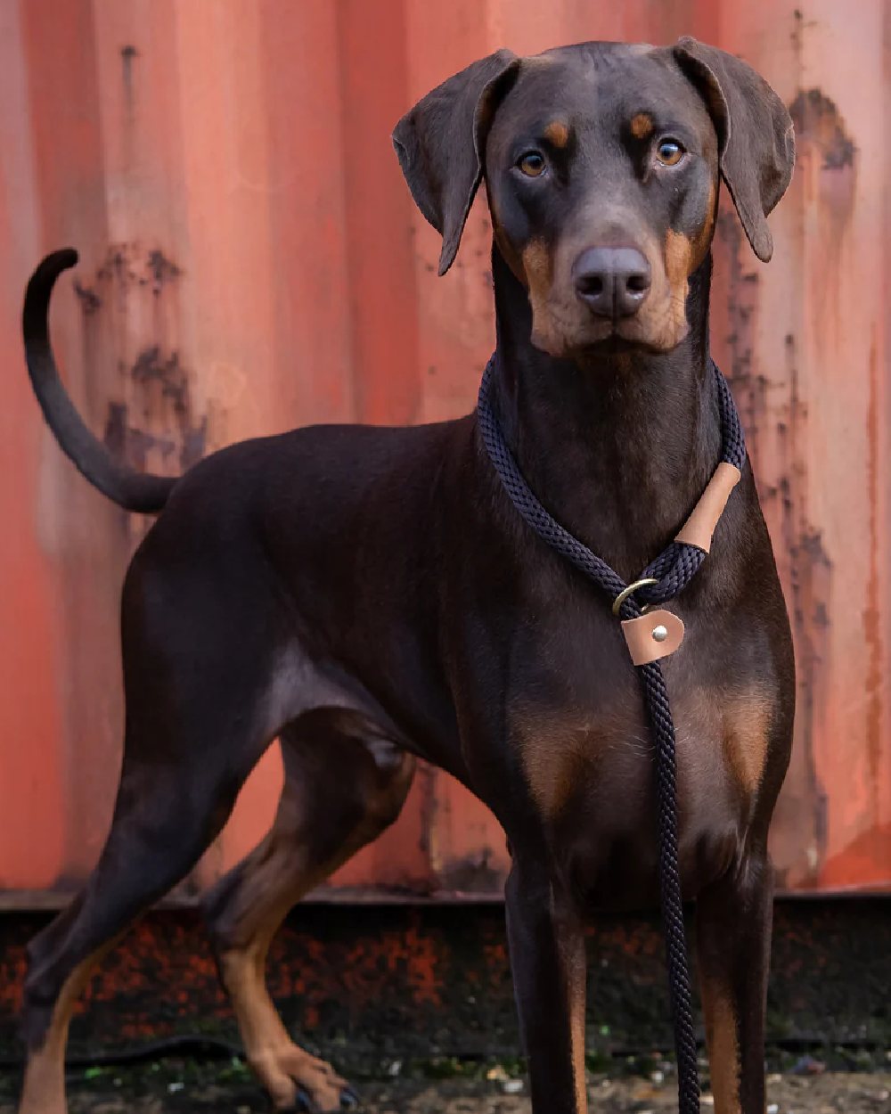 Ruff & Tumble Slip Dog Leads