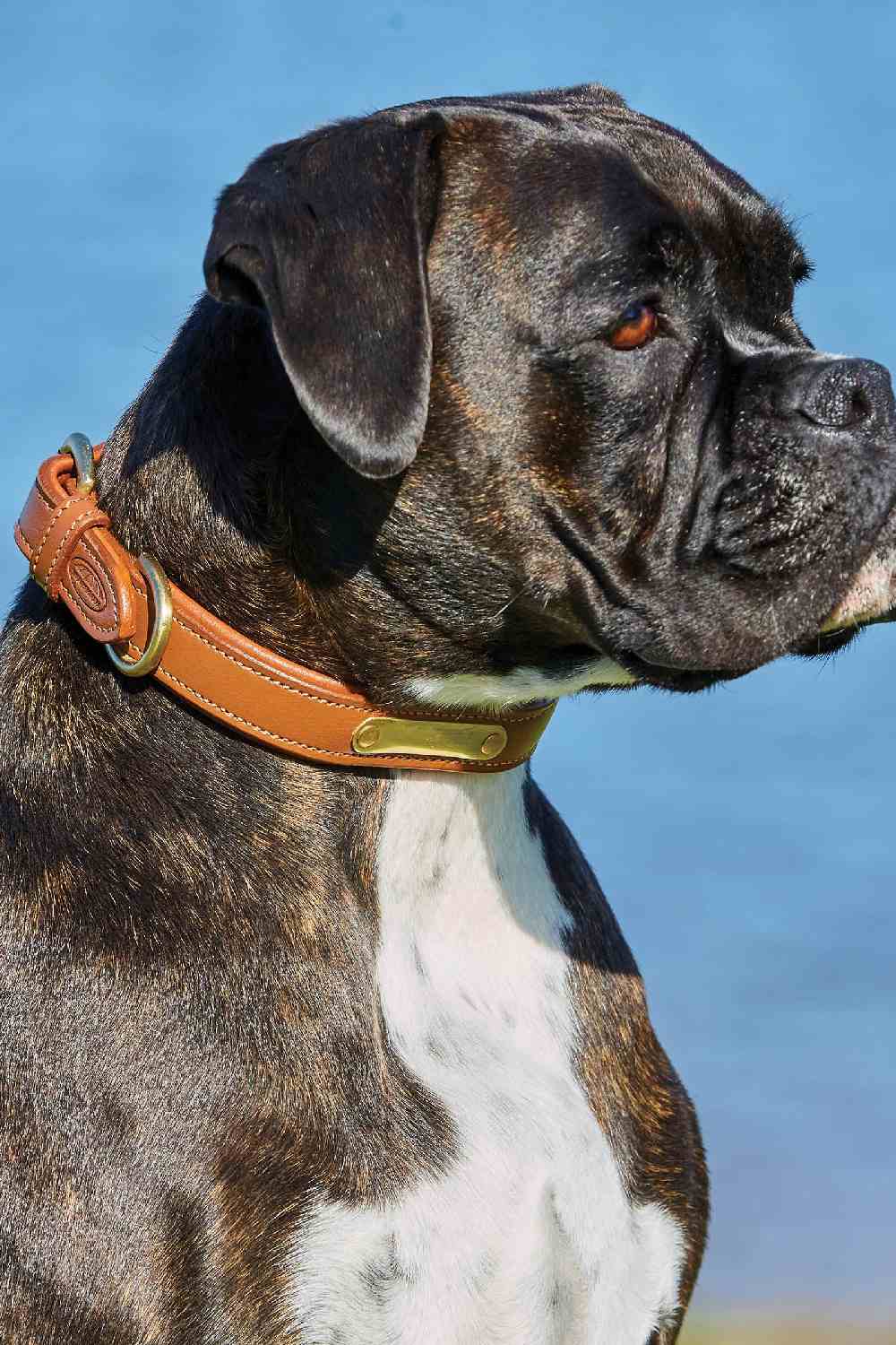 WeatherBeeta Padded Leather Dog Collar