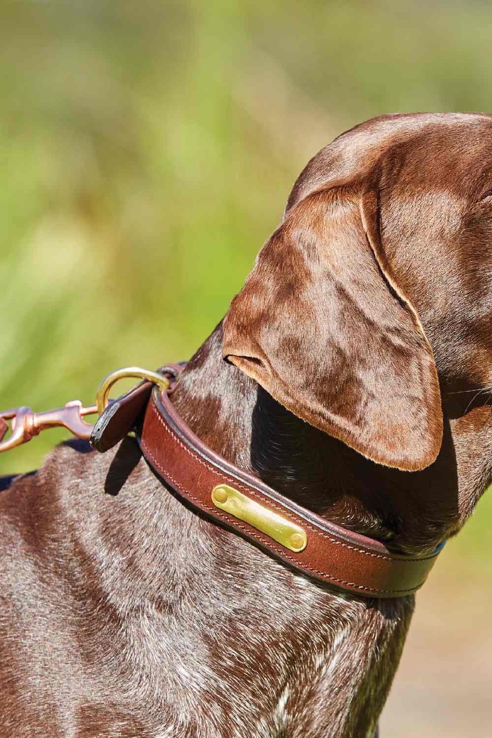 WeatherBeeta Padded Leather Dog Collar