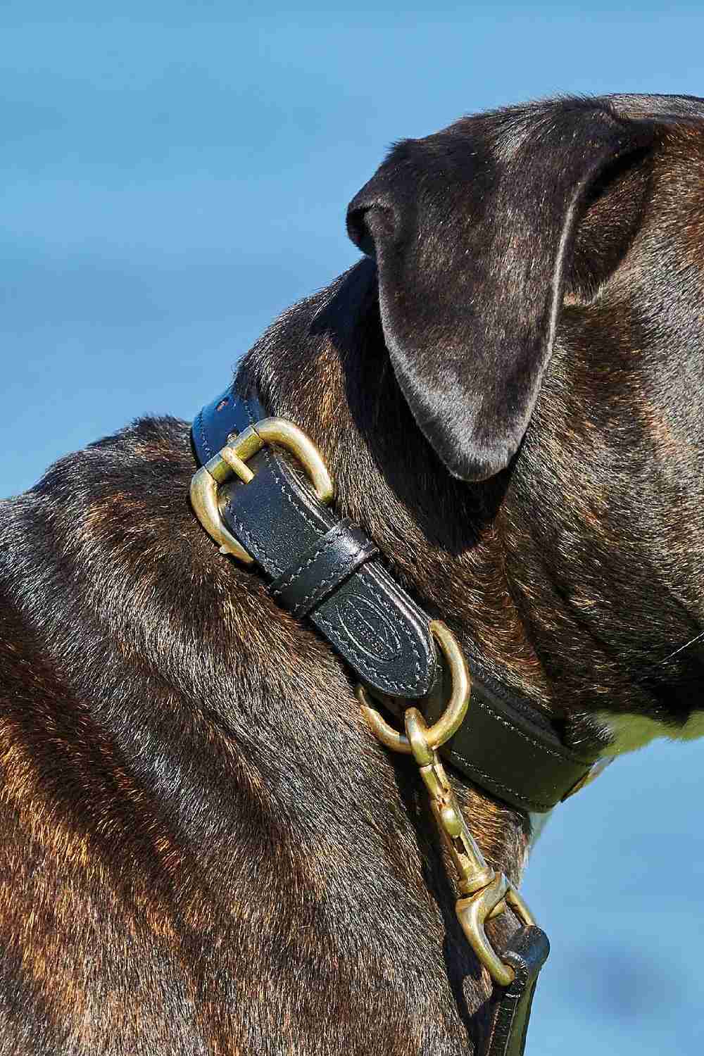 WeatherBeeta Padded Leather Dog Collar