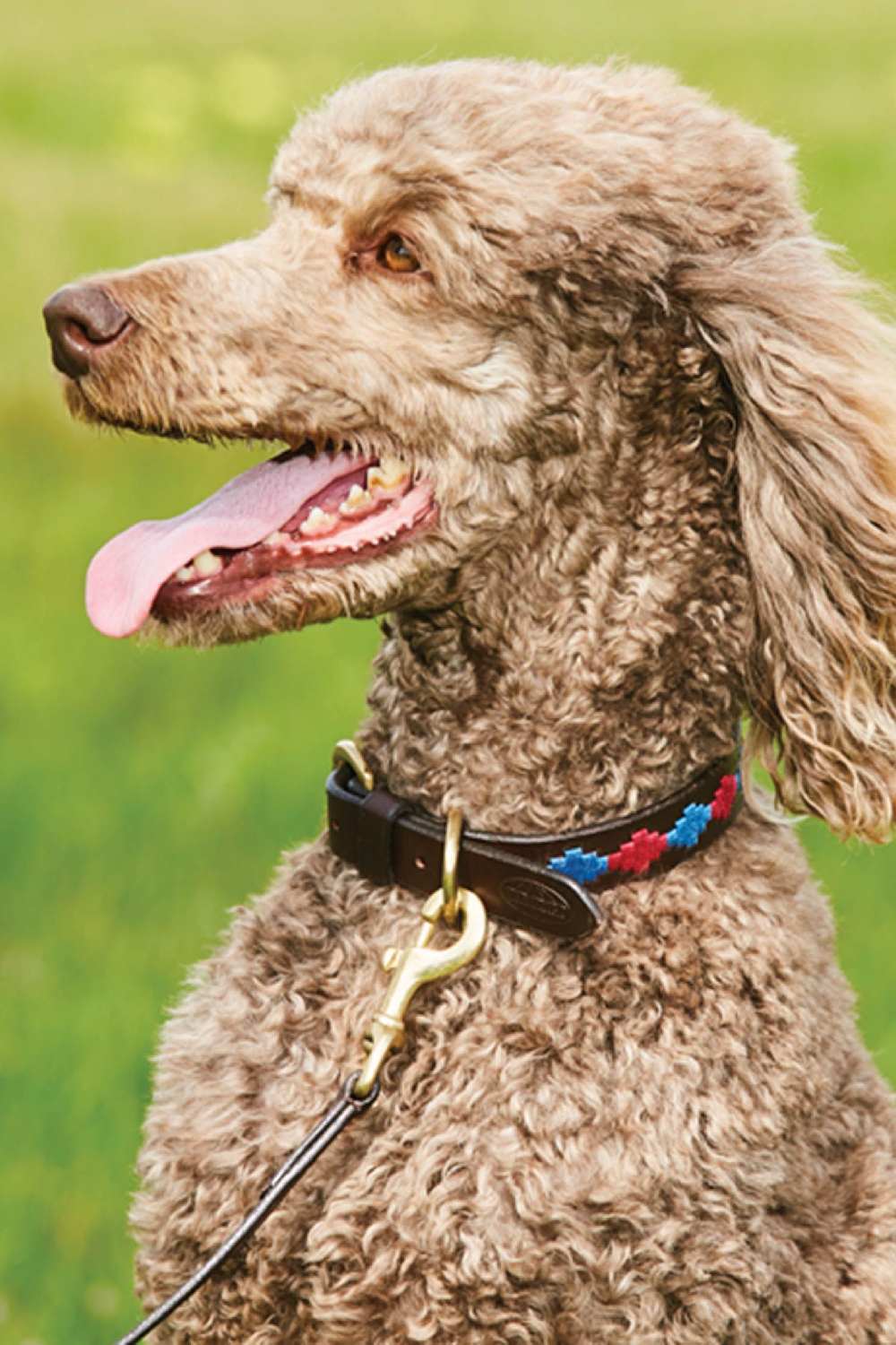 WeatherBeeta Polo Leather Dog Collar