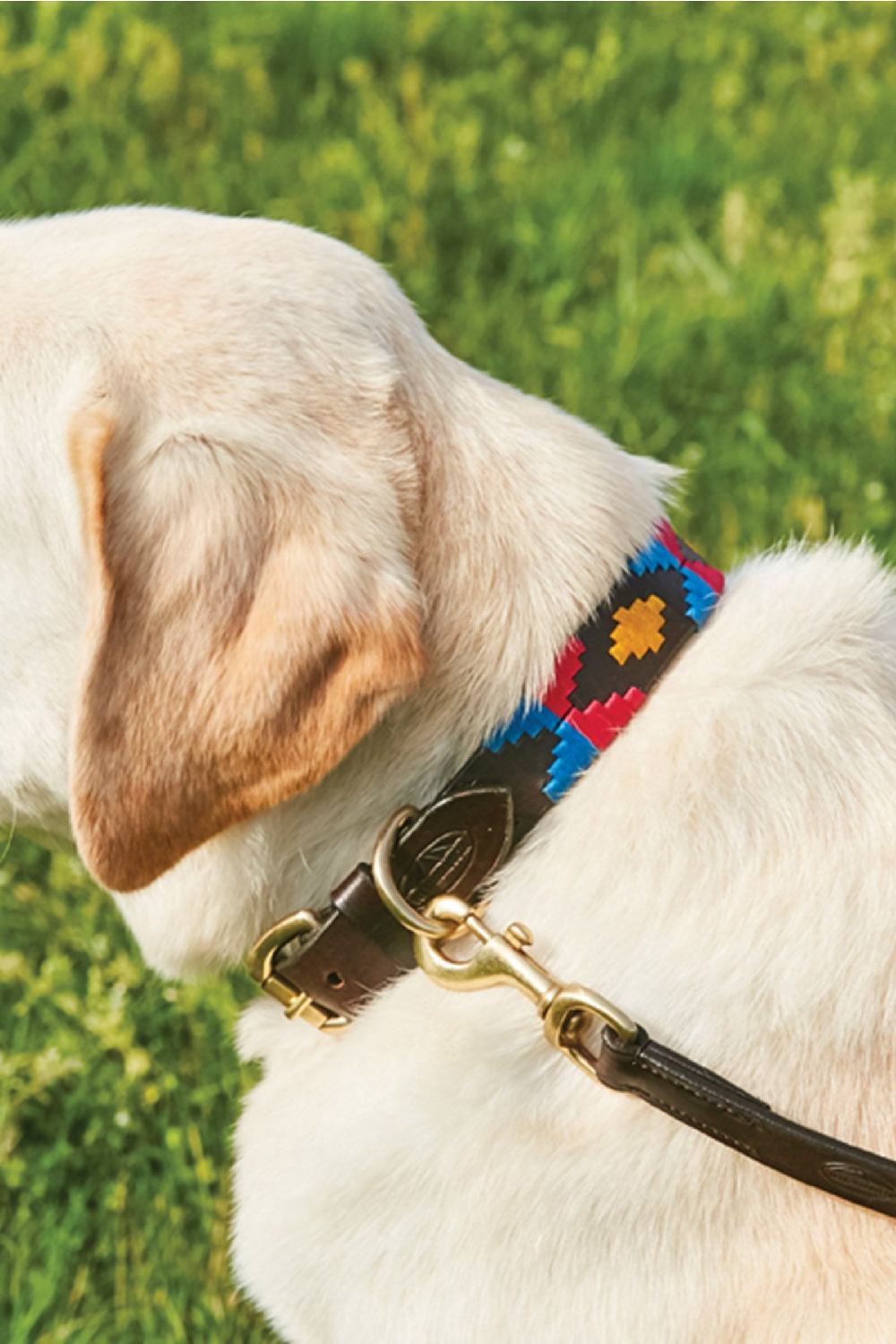 WeatherBeeta Polo Leather Dog Collar