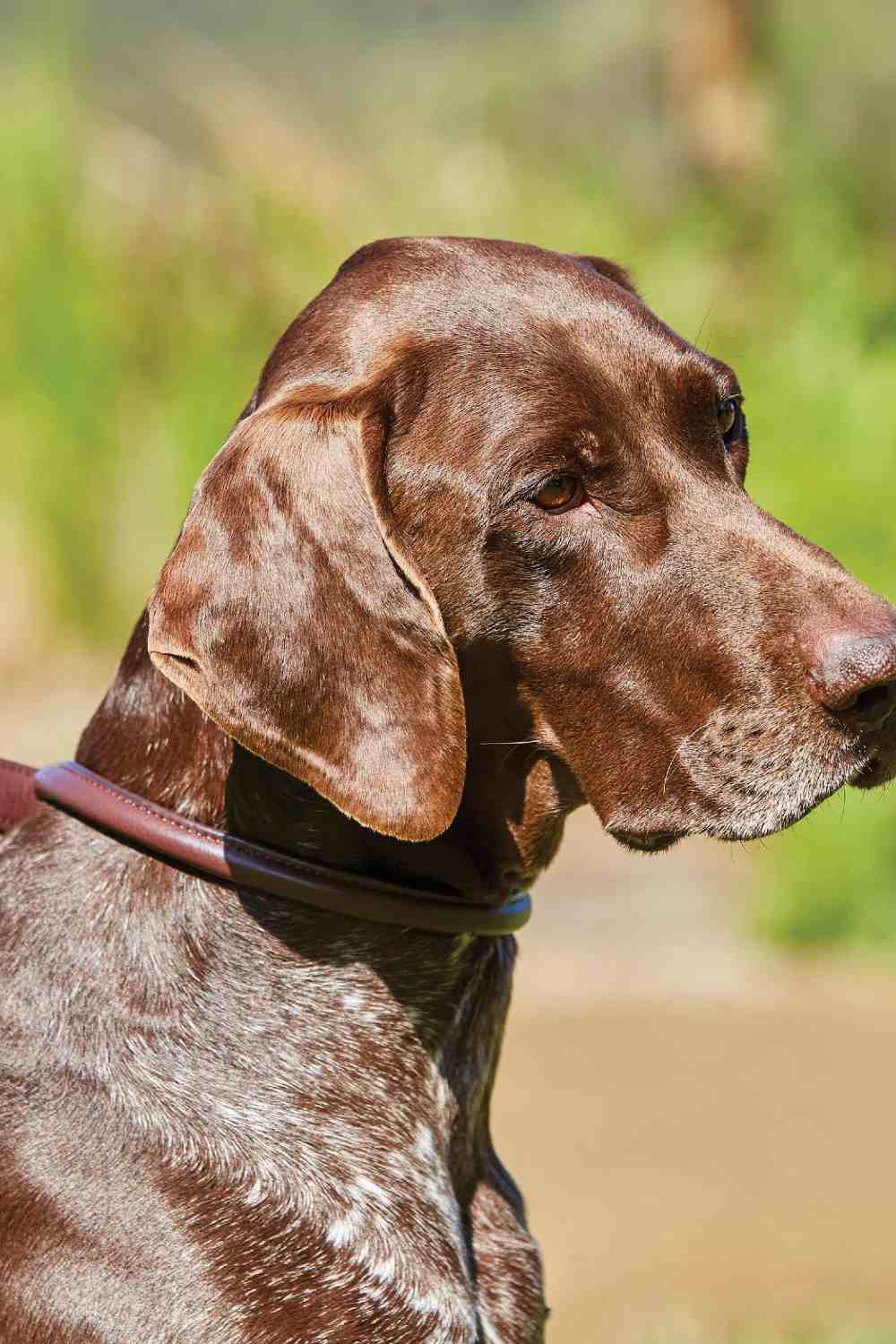 WeatherBeeta Rolled Leather Dog Collar