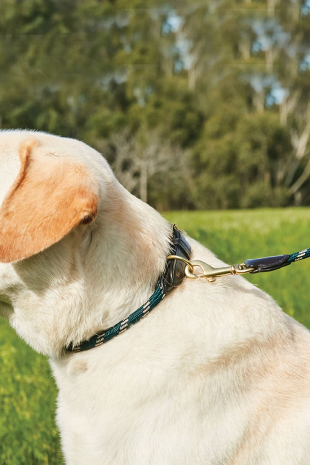 WeatherBeeta Rope Leather Dog Collar