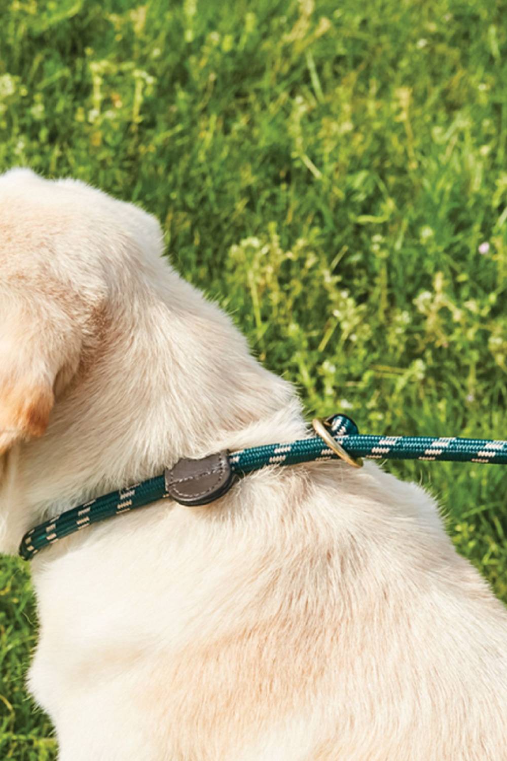 WeatherBeeta Rope Leather Slip Dog Lead