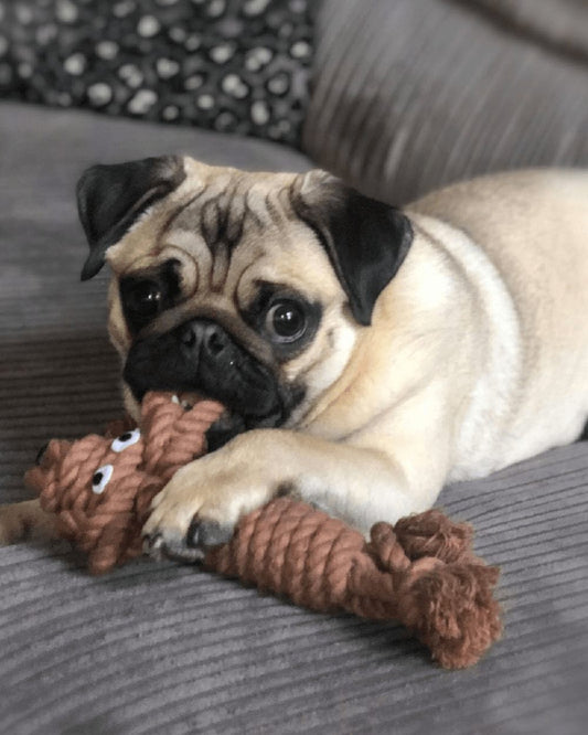 Henry Wag Rope Buddy