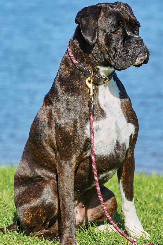 WeatherBeeta Rope Leather Dog Collar